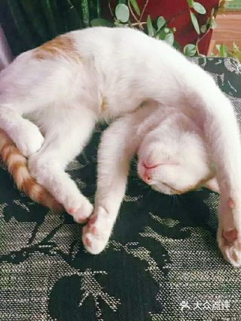 老夫服了，我要这么睡，明天颈椎就废了