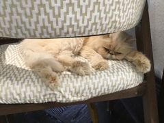 -猫色咖啡·猫咖