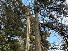 -天目山大树王景区