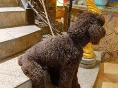 -more than meow吴止猫主题餐厅(承德 中船汇店)