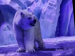 -上海海昌海洋公园