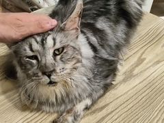 -楼上猫咖(罗湖店)