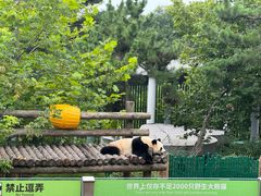 -大连森林动物园