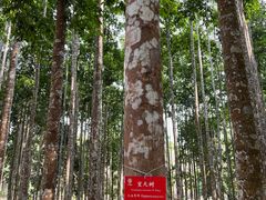 -中国科学院西双版纳热带植物园