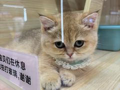 -momokira米努特·德文卷毛猫·棉花面纱犬