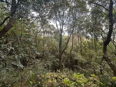 -上海佘山国家森林公园天马山园