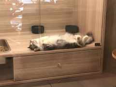 -飞行喵MR PILOT|猫舍·猫咖(静安大融城店)