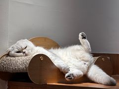 -有猫主题·治愈系猫咖(曾厝垵店)