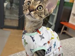 -爱侣宠医·鹦鹉专科·小型哺乳类·异宠专科(灵石路店)