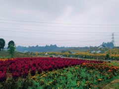 -紫颐香薰山谷景区