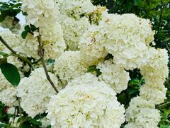 -龙大花卉苗木市场