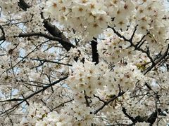-高东镇樱花园