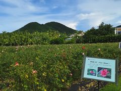 -亚龙湾国际玫瑰谷