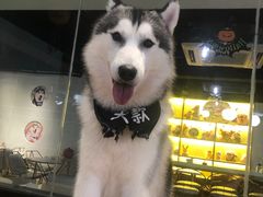 -Husky Go! 哈士奇体验馆·宠物咖啡厅狗咖