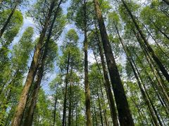 -山王坪喀斯特国家生态公园