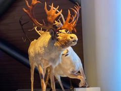 -贝林大翅鲸简餐厅(国家海洋博物馆店)