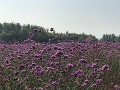 -北京东方普罗旺斯薰衣草庄园