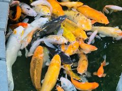 -上海大自然野生昆虫馆(东方明珠·爬宠昆虫探索中心)