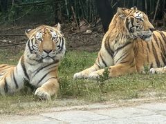 -深圳野生动物园