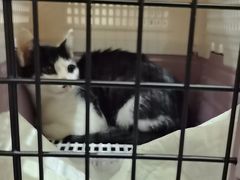 -派特宠物医院(圆融广场店)