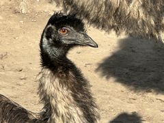 -青藏高原野生动物园