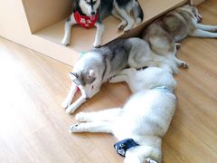 -Husky Go! 哈士奇体验馆·宠物咖啡厅狗咖