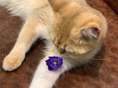 -猫小院猫主题餐厅(三里屯店)