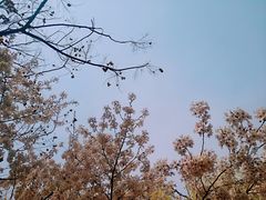 -西安青龙寺遗址景区
