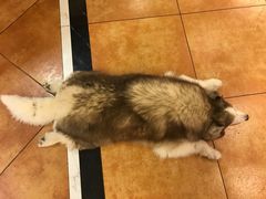 -more than meow吴止猫主题餐厅(承德 中船汇店)