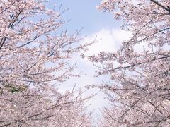 -高东镇樱花园