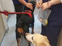 -宠物星动物医院·眼科·异宠·猫科(江南大道总院)