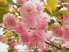 -南汇桃花村