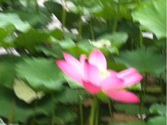 -紫竹院公园冰场