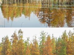 -白鹭湾湿地公园