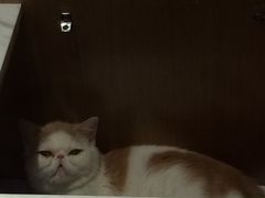 -悠尼宠物·独立低压伊珊娜洗护·美容·寄养(兰谷路店)