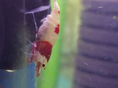 水生虾-艾溪湖湿地公园