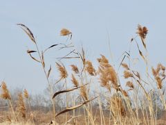 -合肥滨湖国家森林公园