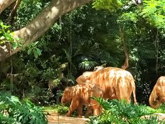 -广州长隆野生动物世界