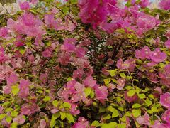 -曼听御花园