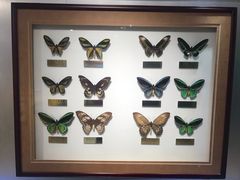 -上海昆虫博物馆