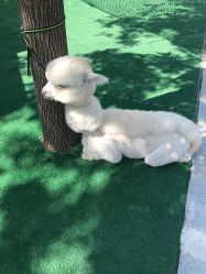 -萌宠亲子动物乐园(槐房万达店)