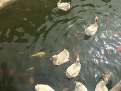 -芭东小镇温泉