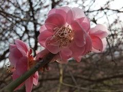 -新建村梅花