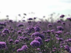 -赛汗塔拉风情园