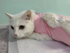 -达爱动物医院·犬猫分区·CT·复杂眼科(远洋山水分院)