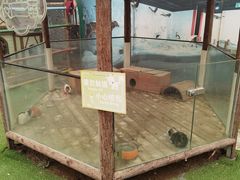 -南宫五洲植物乐园