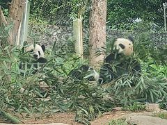 -都江堰中华大熊猫苑