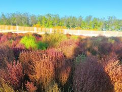 -天津东丽湖风景区