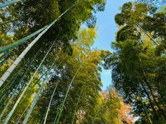 -上海佘山国家森林公园天马山园