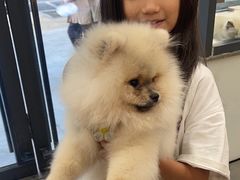 -帕帕拉兹宠物(亚洲旗舰店)